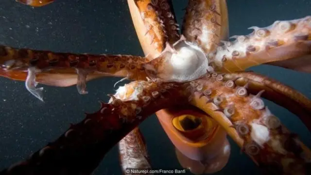 Cumi-cumi Humboldt termasuk hewan unik yang muncul ke permukaan setiap malam.