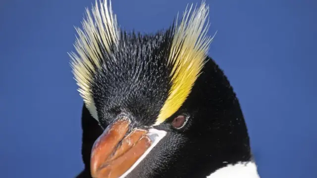 Пінгвін великий чубатий