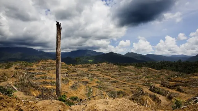 Deforestasi di Indonesia