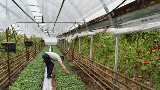 Сыртта күздүн суугу, күнөскана ичи жайындагыдай кулпурат. Дыйкандар күнү-түнү тынбаган эмгегинин арты менен үй-бүлөсүн багып келүүдө. Бишкектеги дүкөндөрдө кышын-жайын турган жашылча-жемиштердин арасында бул дыйкандын дагы мээнети бар.