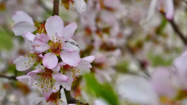 سری نگر میں موسمِ بہار