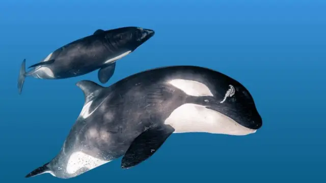 Глэдис серый и Глэдис белый.