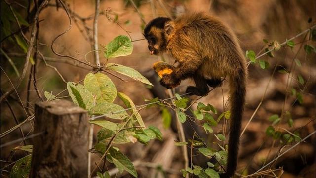 Macaco-prego comendo mamão