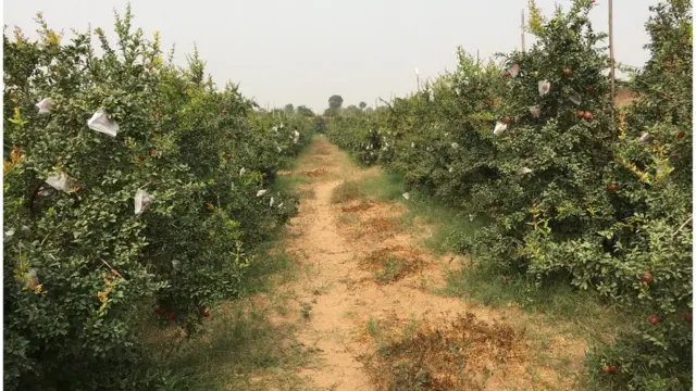 अनार के खेत