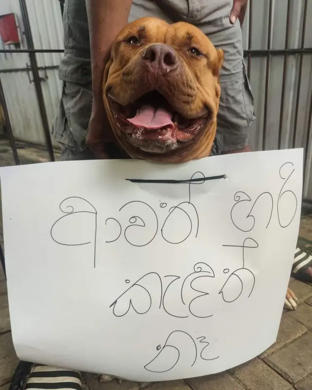 සුරතලුන් පවා විරෝධතාවන්ට එක්කර ගෙන තිබේ