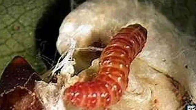 गुलाबी बोंडअळी