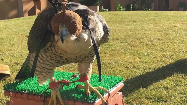 قطر کے شکاری