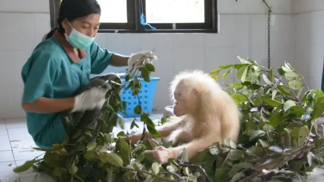 Albino orangutan bakımda