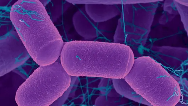 بكتريا "ماثونوبريفيباكتر"