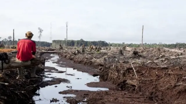 از سال ۲۰۰۰ تابحال از جنگلهای برنئو بیست هزار مایل مربع از بین رفتهاند