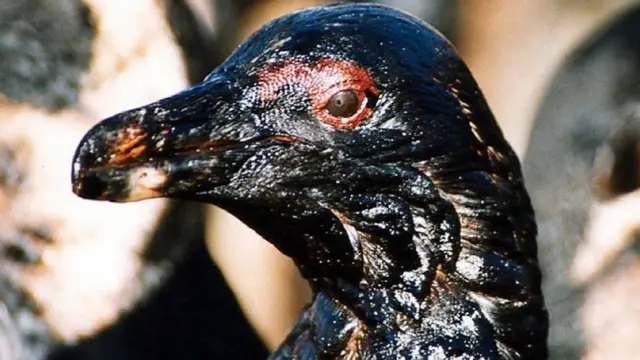 قصة المرأة التي تنقذ طيور البطريق المهددة بالإنقرض