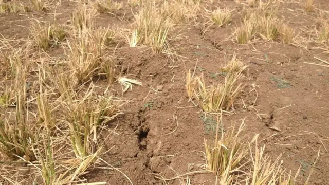 கவலைக்கிடமான நிலையில் தமிழக விவசாயிகள்; விரைந்து செயலாற்றுமா அரசு?