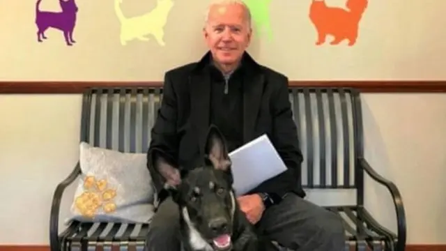 जो बायडन, अमेरिका, कुत्रा, अपघात