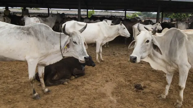 गाय