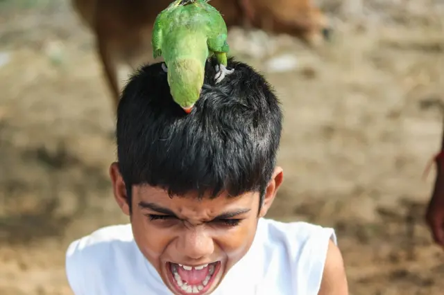 கிளியால் கிலி - செல்வ விநாயகம்