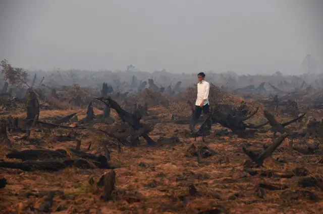 President Joko Widodo's vowed to stop the annual fires and protect peatland.