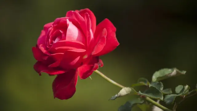 गुलाबाचं फुल