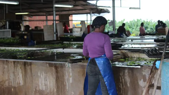 Les bacs de nettoyage des bananes