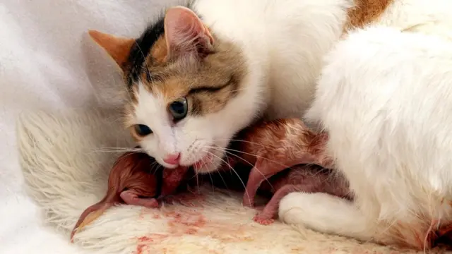 Домашняя кошка, родившая котят, поедает свою плаценту