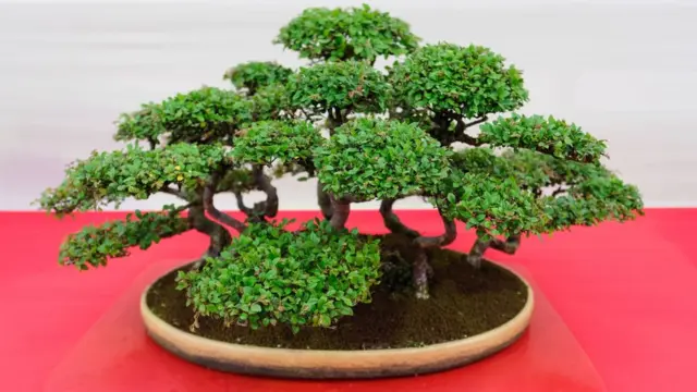 400 yllk bonsai aalar alnan Japon iftten hrszlara: Onlar haftada  bir sulayn - BBC News Trke