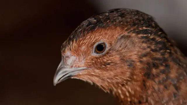 стать дитини