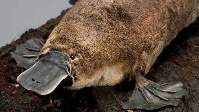 ตุ่นปากเป็ดออสเตรเลีย