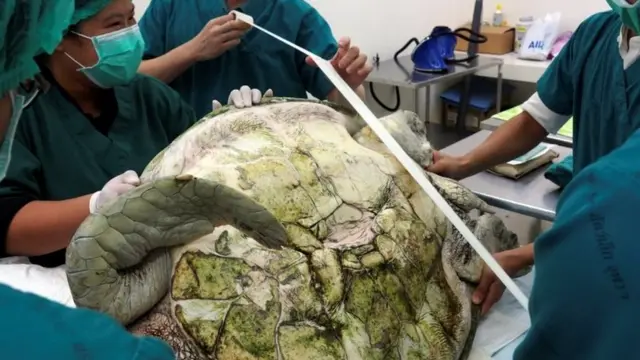 ग्रीन सी टर्टल 'बैंक'