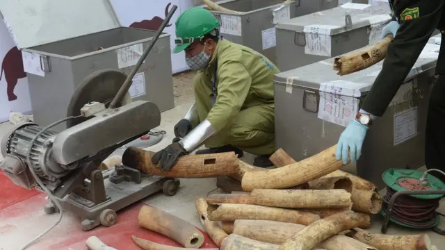 Việt Nam tiêu hủy số lượng lớn ngà voi và sừng tê hôm 12/11
