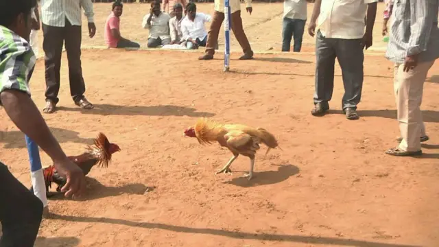 કૂકડાઓની ફાઇટ