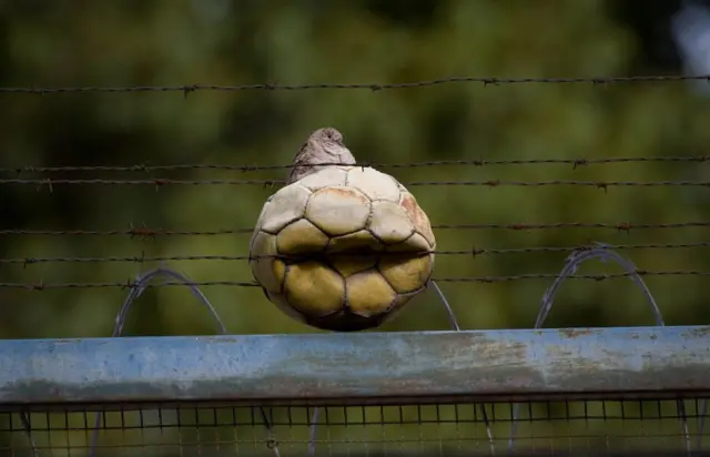 Pájaro anidando en un balón.