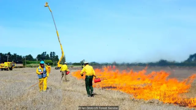 जंगल में आग