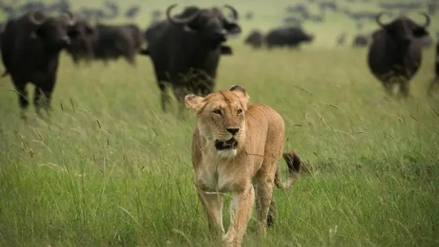 همیشه شیر ماده نیست که به شکار می‌رود