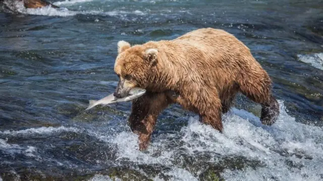 棕熊在冬眠前大量捕食可以增重180到225公斤(Credit: BARCROFT MEDIA VIA GETTY)