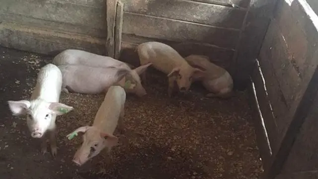 Ubworozi bw'ingurube bumze gutera imbere mu Rwanda kubera inyungu yazo