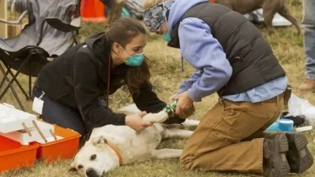 காட்டுத்தீயில் பாதிக்கப்பட்ட விலங்குகள் - நெகிழ வைக்கும் புகைப்படங்கள்
