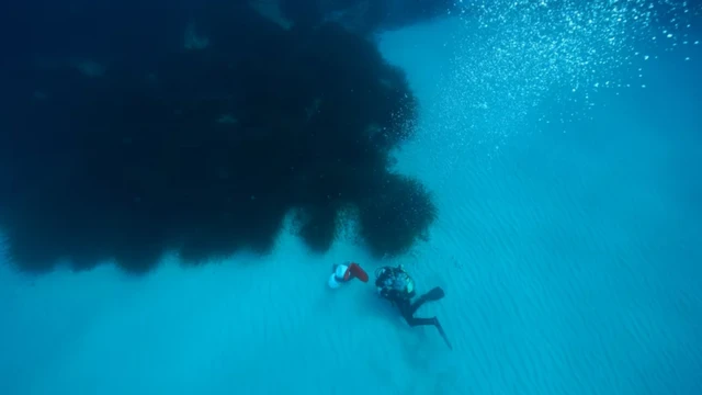 นักวิทยาศาสตร์ตรวจหาน้ำตาลและสารเคมีที่หญ้าทะเลผลิตออกมา