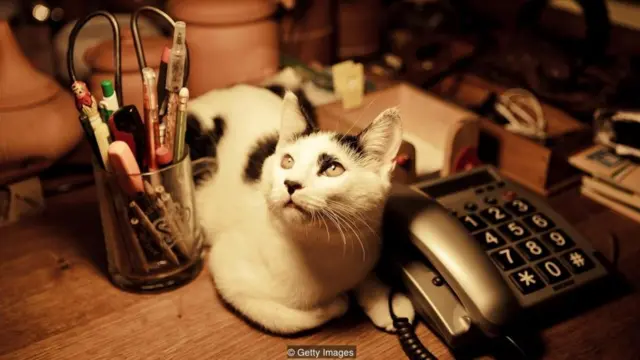 회사가 반려동물의 죽음으로 경조 휴가를 주는 것은 매우 드문 일이지만, 더 많은 사람이 반려 동물을 위해 더 많은 시간과 돈을 쓰면서 이는 바뀔 수도 있다