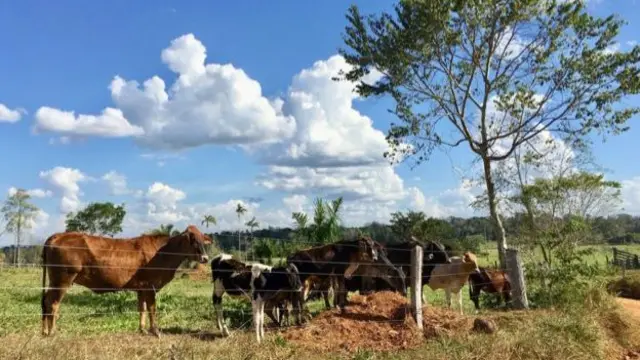 농장이나 여타 인간 활동과 야생동물 서식지들과의 접점은 새로운 질병의 온상이다