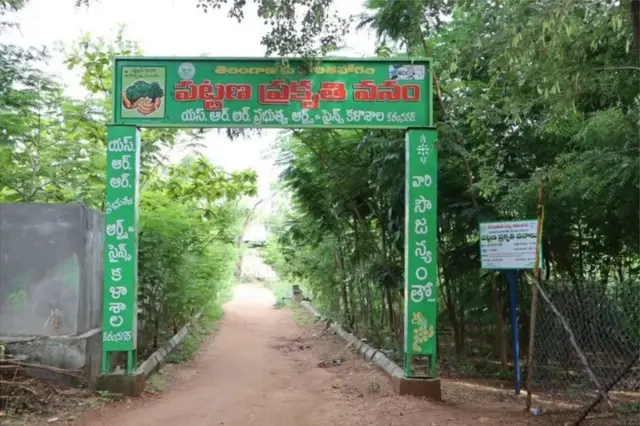 કોનોકૉર્પસ વૃક્ષ