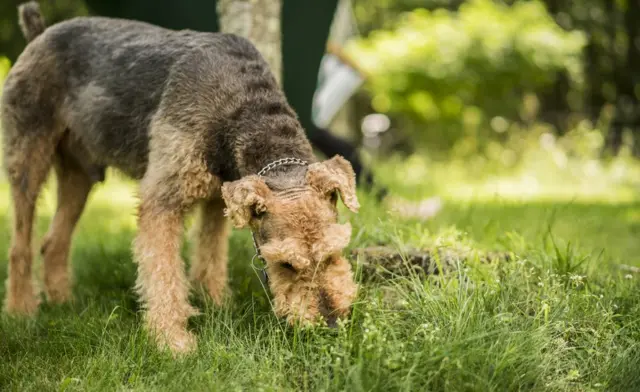 Perro come hierba.
