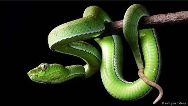 आदमखोर सांप, इंडोनेशिया, जंगल