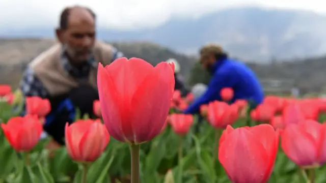 नरगिस के फूल