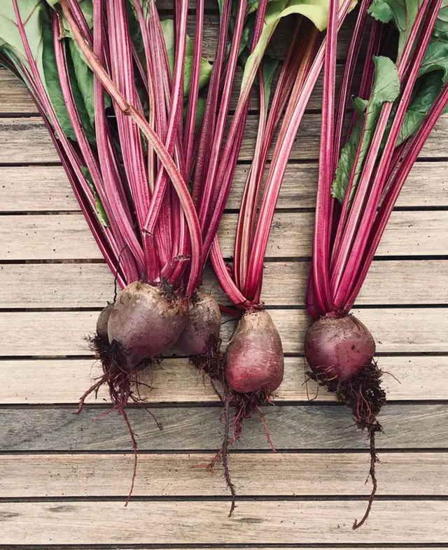 Beetroot