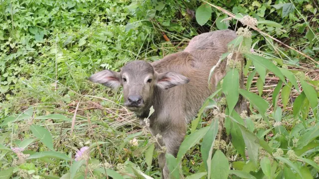 संरक्षण