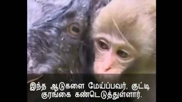 குட்டி குரங்கும் ஆட்டு மந்தையும் : காணொளி