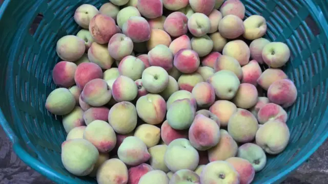 Đào Mèo