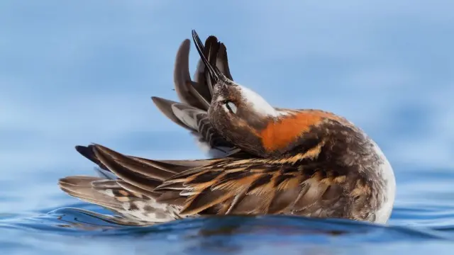 फेलोरेप