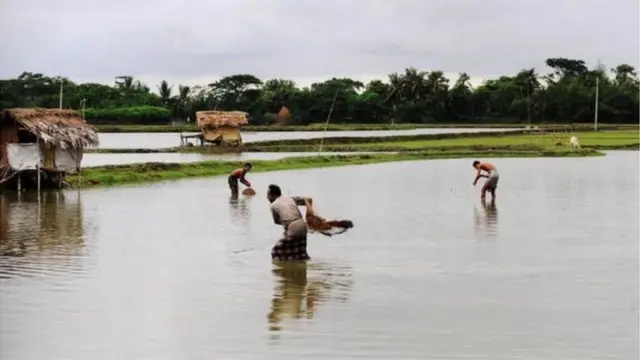 মাছ ধরার দৃশ্য