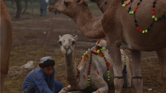 د لوی اختر لپاره د افغانستان او پاکستان په ګډون په ډېرو اسلامي او غیراسلامي هېوادونو کې قربانۍ لپاره چمتووالى نیول کېږي