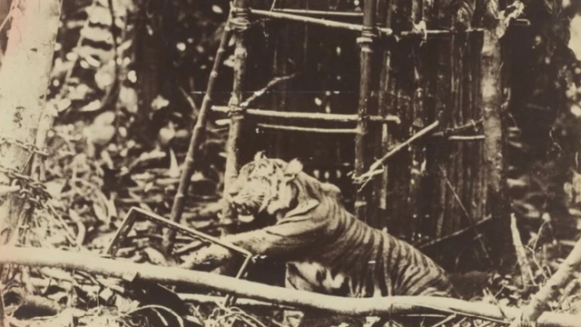 Penangkapan harimau di Pegunungan Selatan dekat Jogjakarta